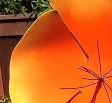Tall California Poppy